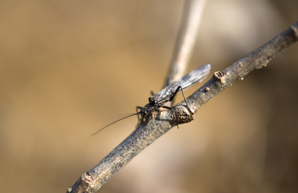 little black stonefly on twig